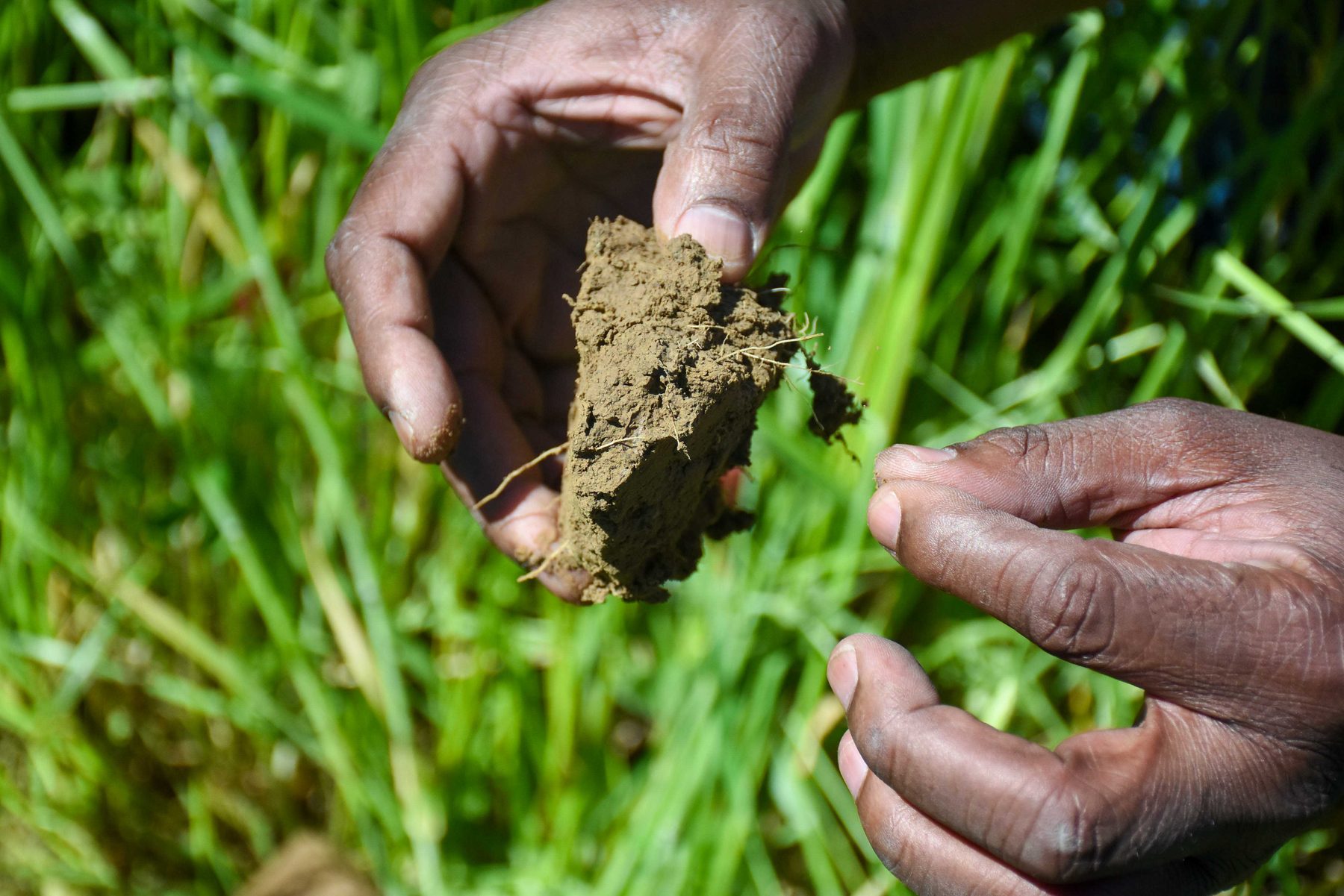 A farmer's hands holding a soil aggregate
