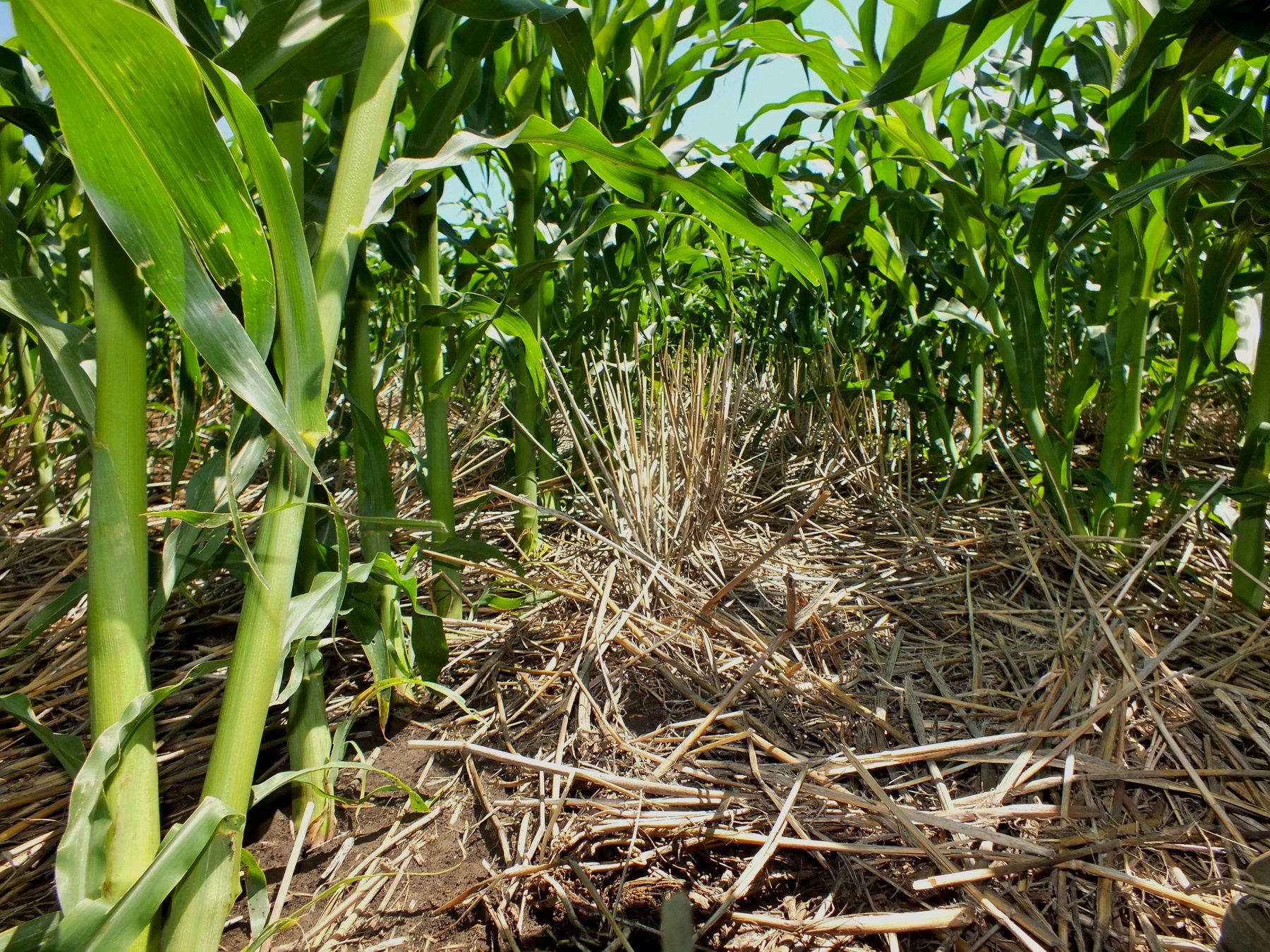 Young corn growing through crop residue