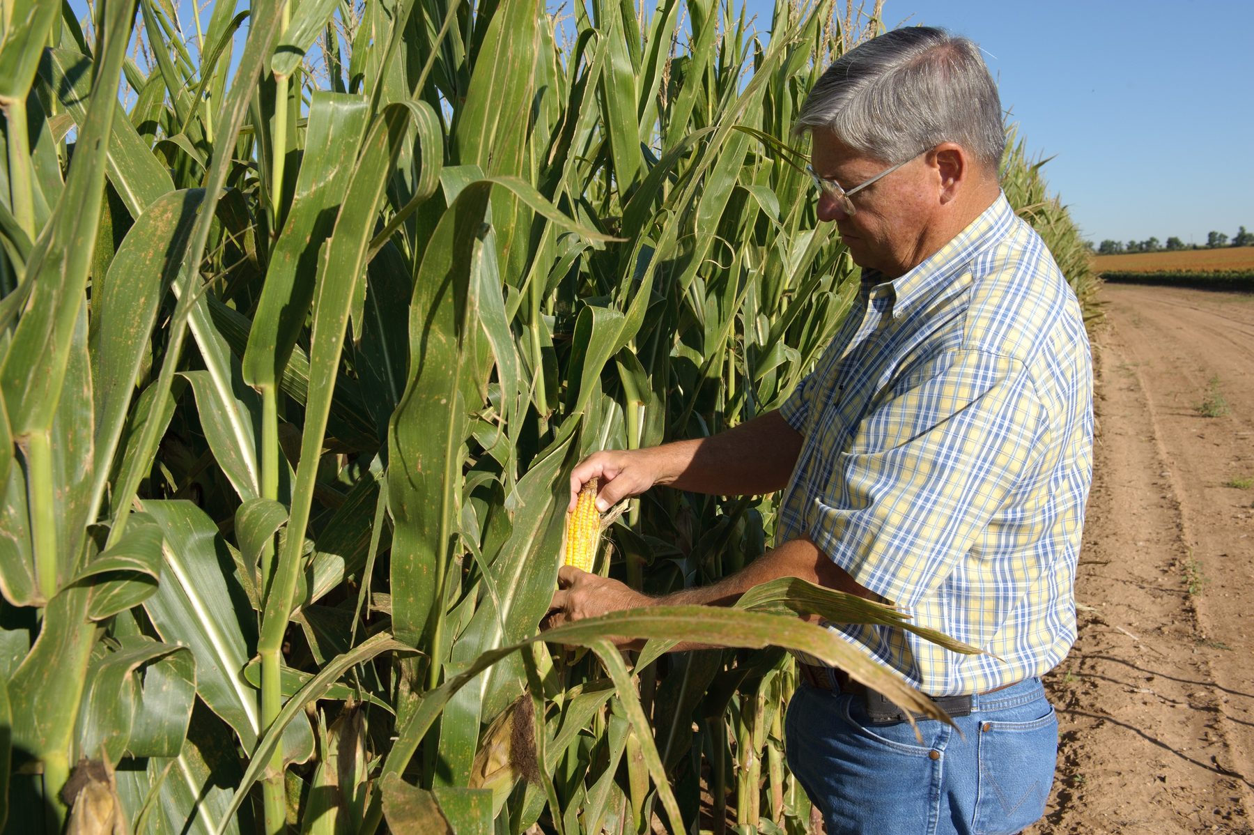 A farmer peeling back the husk to check an ear of corn in his field