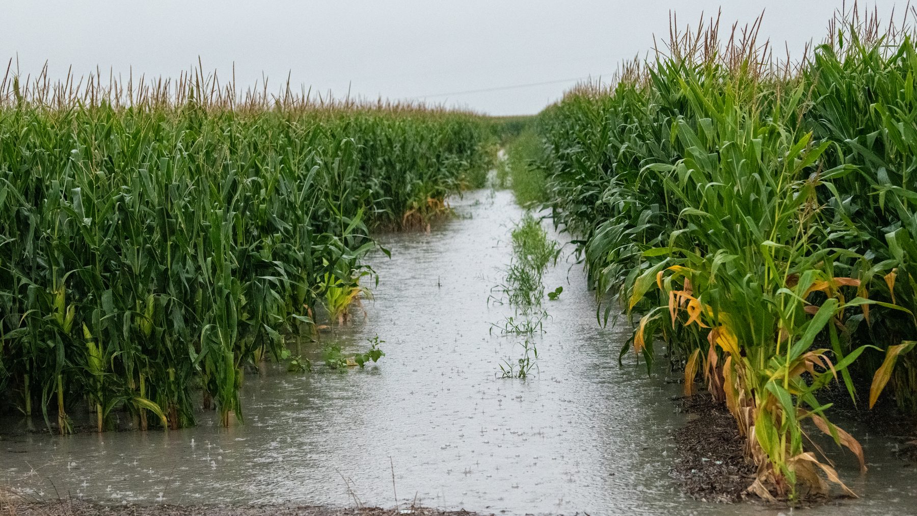 Rainwater standing between rows of corn